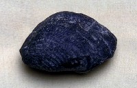 藏品(其他海蛤)的圖片